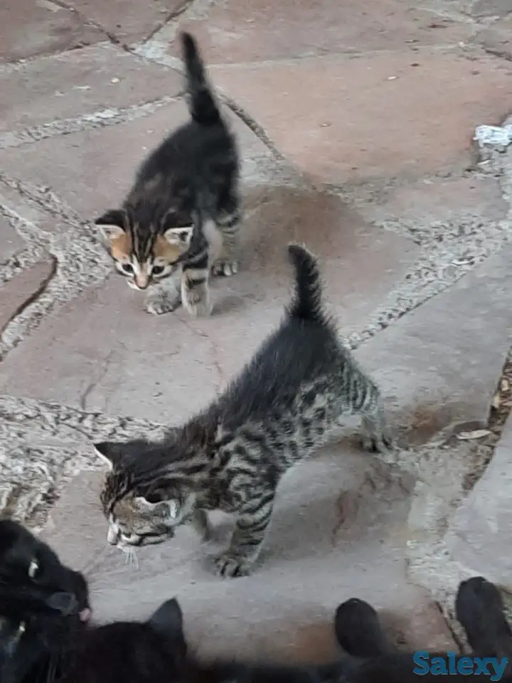 Потерялись хозяева у маленьких котят, фотография 1