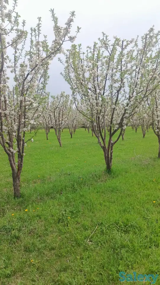 Продам яблоневый сад, фотография 4