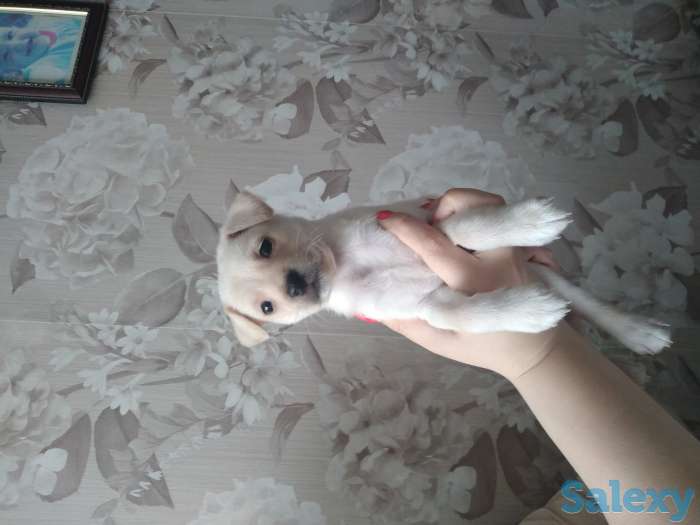 Продам  лабрадора, фотография 1