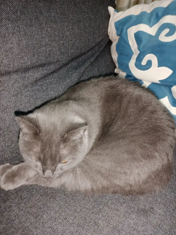 Отдам кошку в хорошие руки, фотография 1