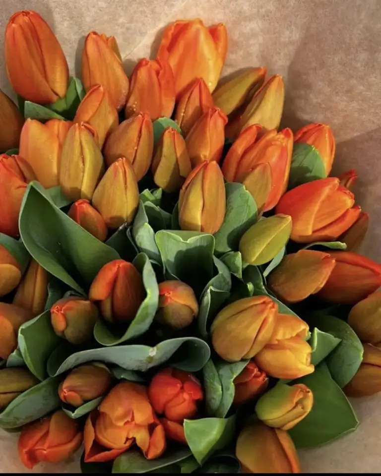Тюльпаны оптом и в розницу к 8 марта, фотография 6