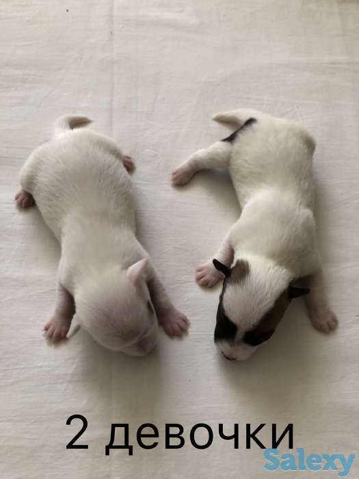 Щенки Джер Рассел Терьер, фотография 2