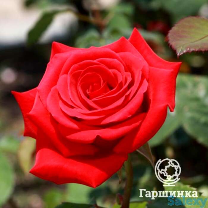 Роза кардинал чайно-гибридная, топалович, фотография 1