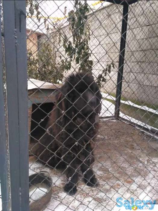 Ньюфаундленд черного цвета, отдам в хорошие руки, фотография 1