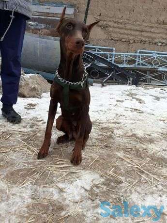 Продам добермана сучка ей 2года всепрививки есть и вет паспот есть, фотография 1