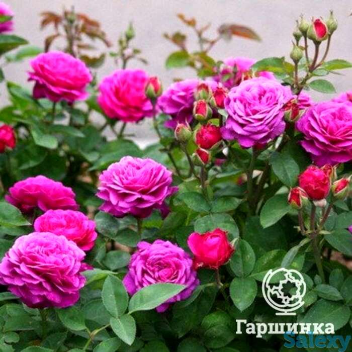 Роза биг перпл, кордес, фотография 1