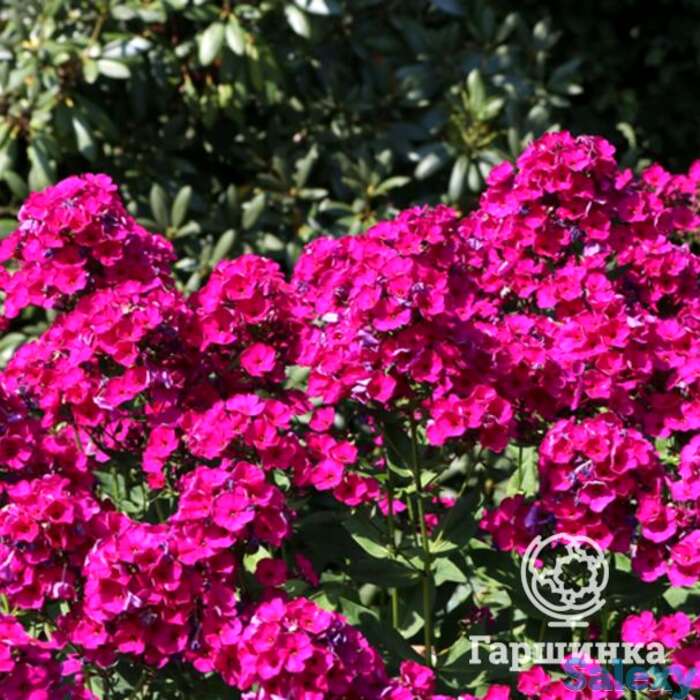 Флокс метельчатый Рейвинг Бьюти, фотография 1