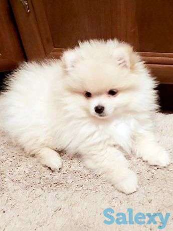 Милый мишка шпиц, фотография 1