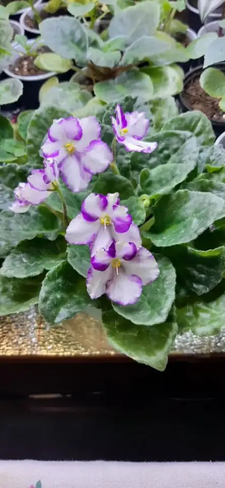 Продам цветы дешево, фотография 1