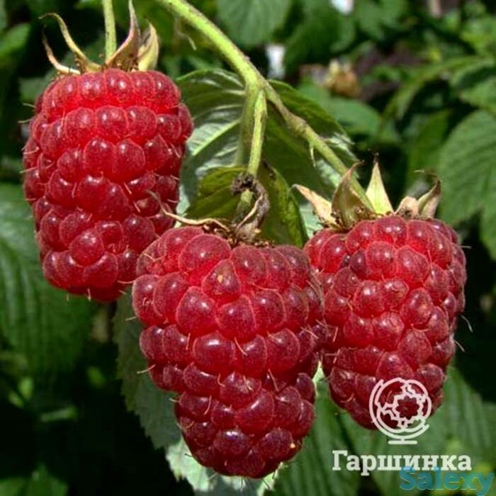 Малина Бабье Лето ремонтантная, фотография 1