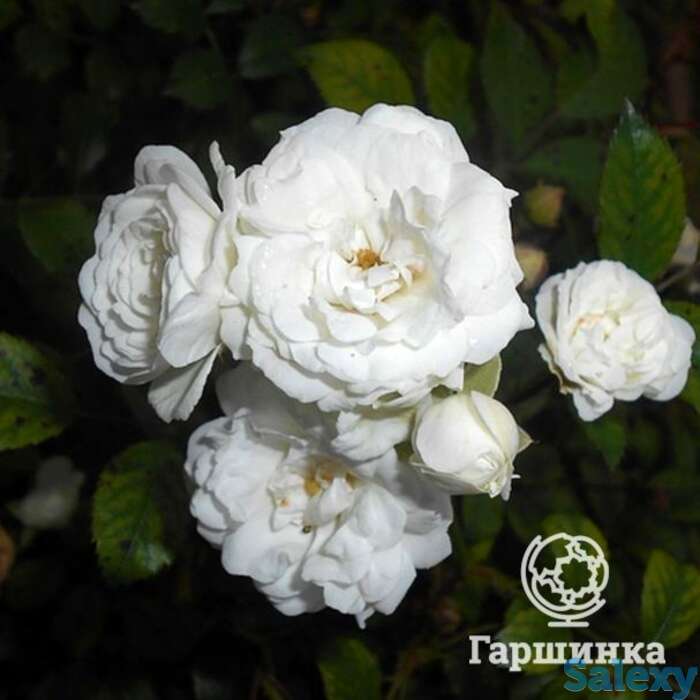 Роза альфа мейдилэнд, мейян, фотография 1