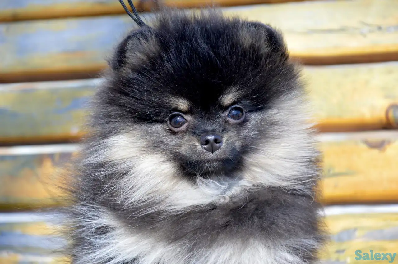 Щенки померанского шпица, фотография 5