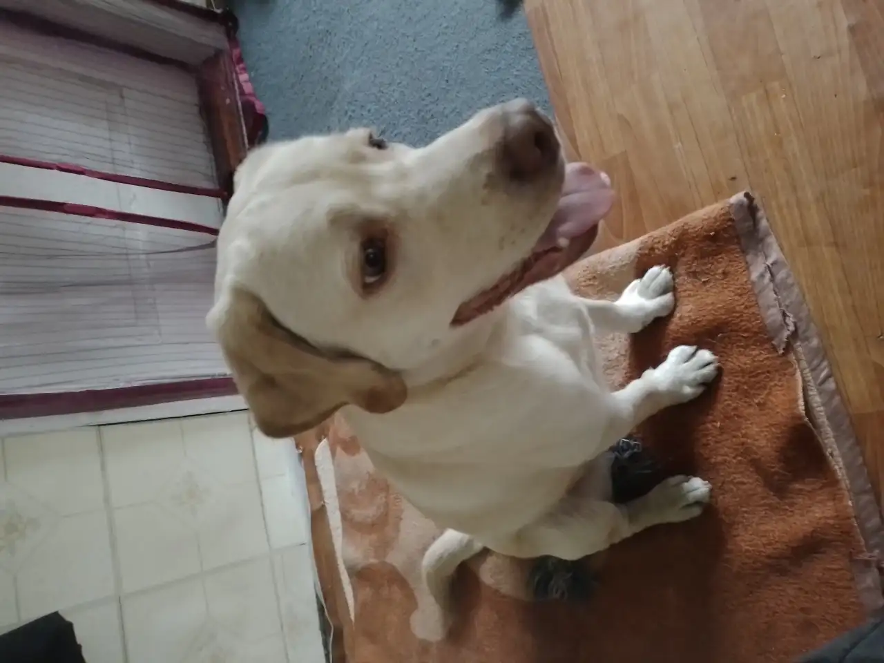 Лабрадор ретривер, фотография 3