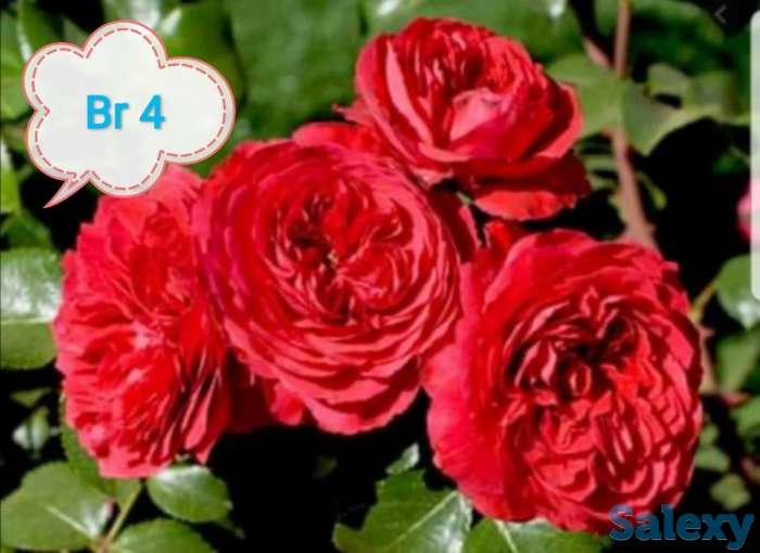 Саженец розы мини Сербия, фотография 1