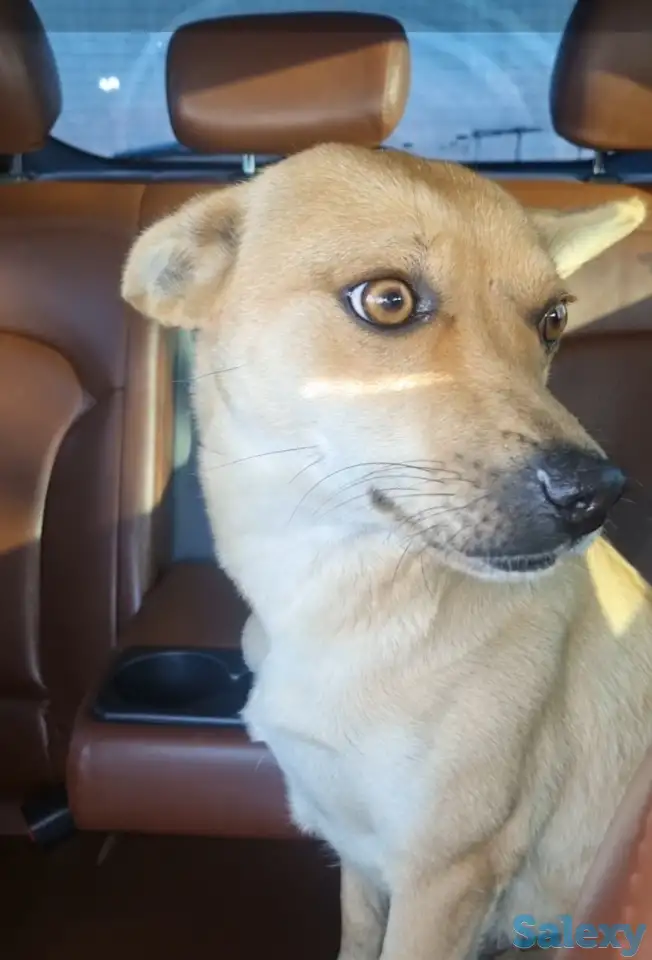 Милашки ищут дом., фотография 3