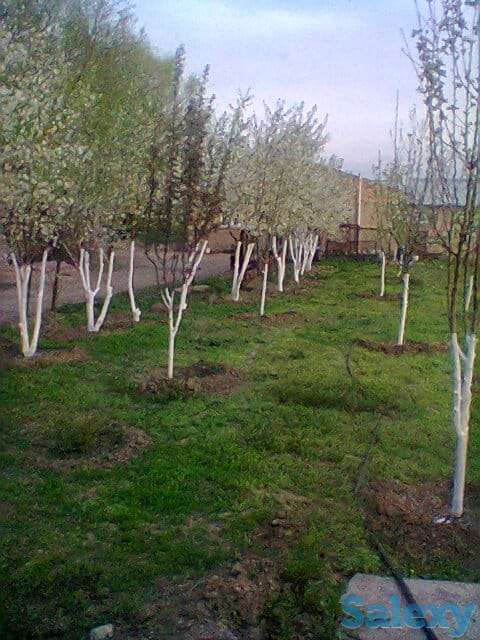 Продам Ферму, Коксай, фотография 7