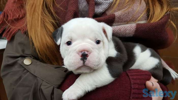 Лапочки-дочки, фотография 3