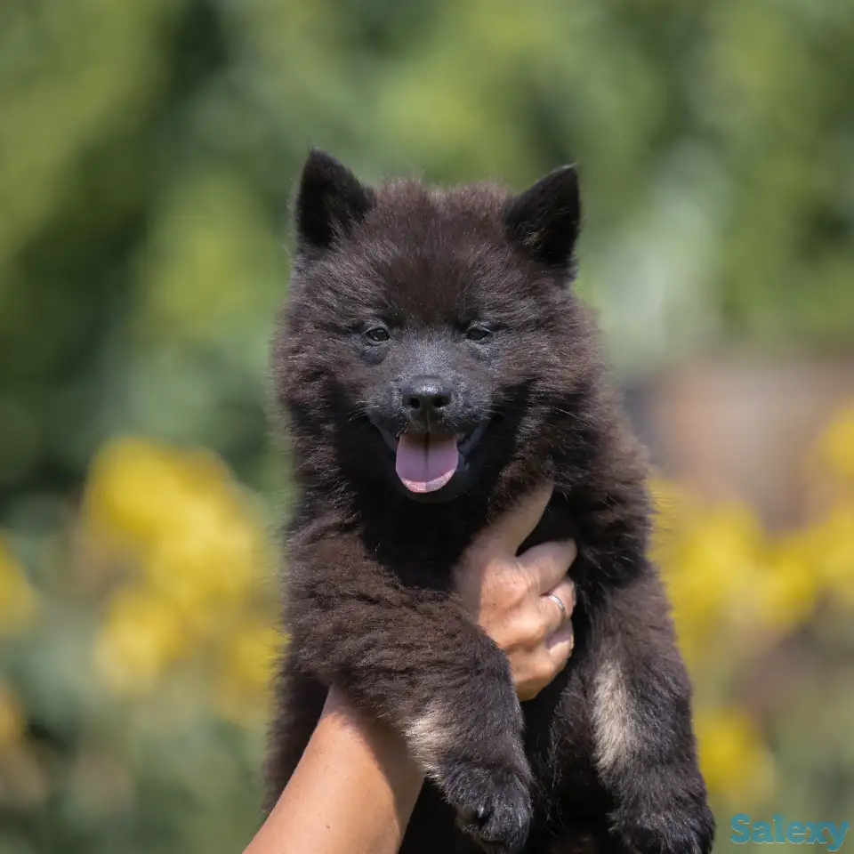 Евразиер! Очень редкая порода!, фотография 3