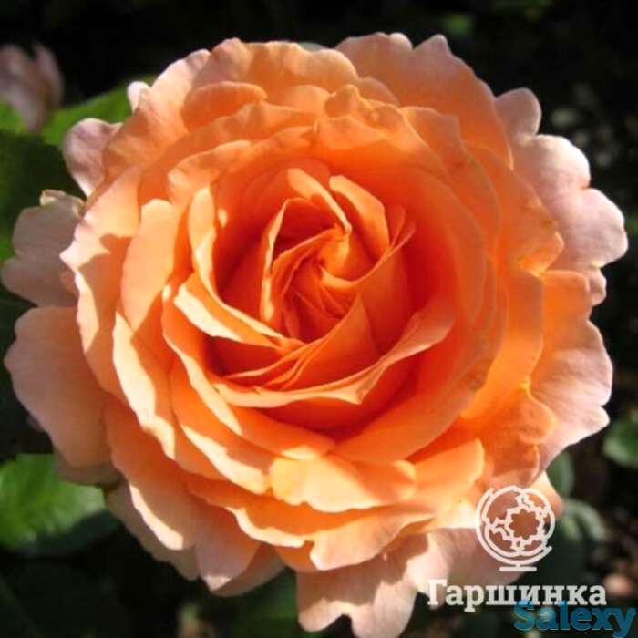 Роза компассион плетистая, топалович, фотография 1