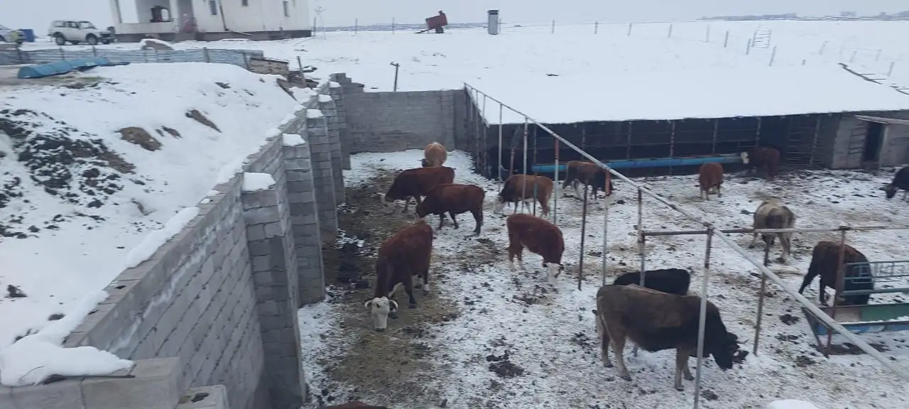 Фазенда, Кольащы, фотография 4