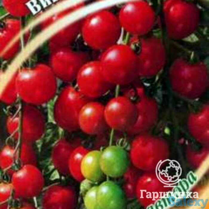 Семена Томат Вишня красная 0,1 г черри, фотография 1