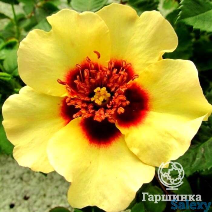 Роза крем бэбилон айз, интерплант, фотография 1