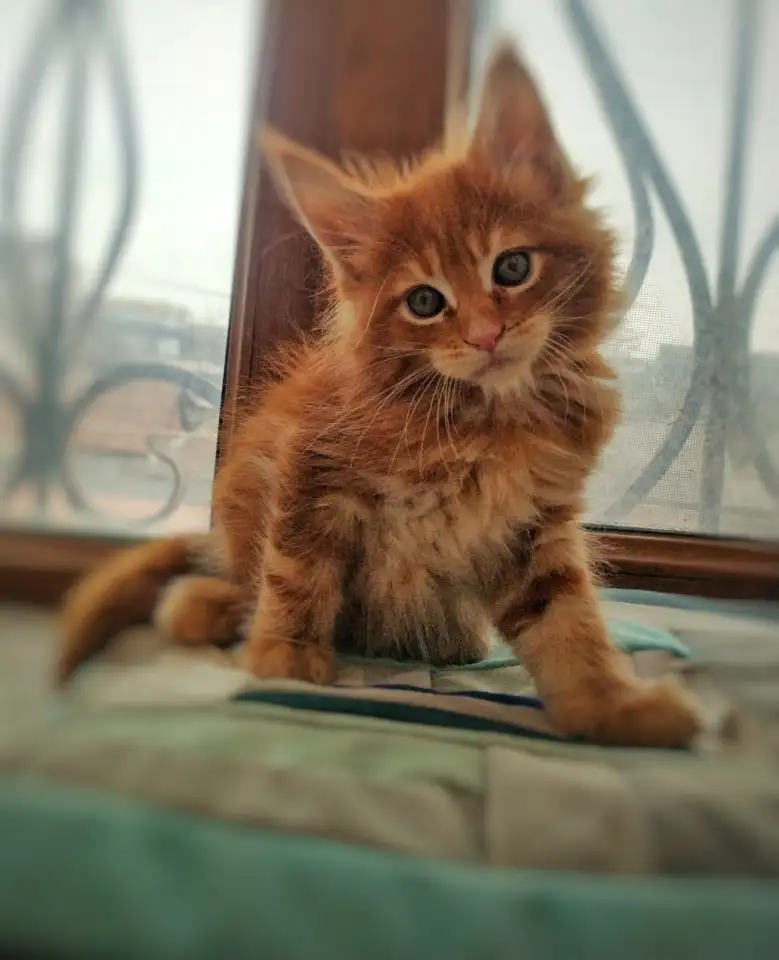 Котята Мейн Кун, фотография 8