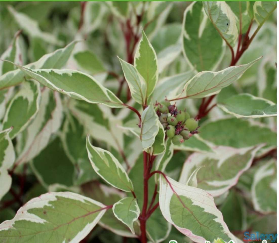 Саженцы, фотография 5