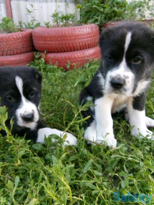 Продам щенков( САО)Алабай, фотография 2