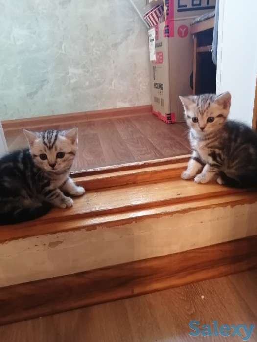 Отдам в хорошие руки породистую кошечку, фотография 2