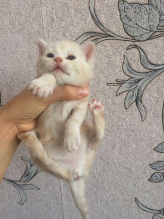 Продам шотландских котят, раннее бронирование , фотография 4