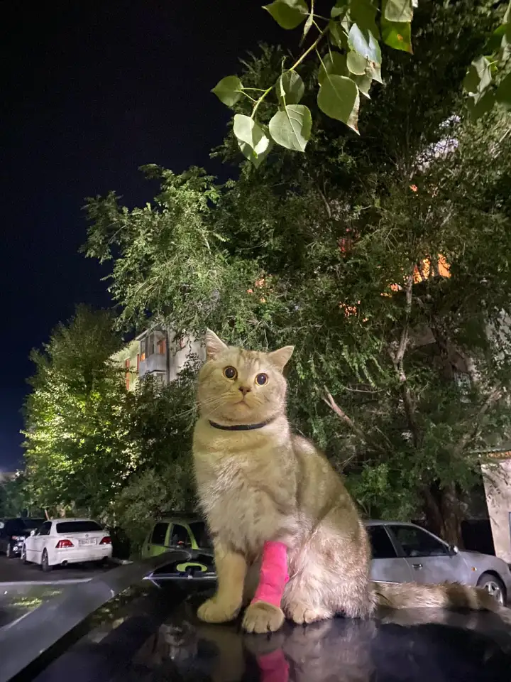 отдам кота, фотография 1