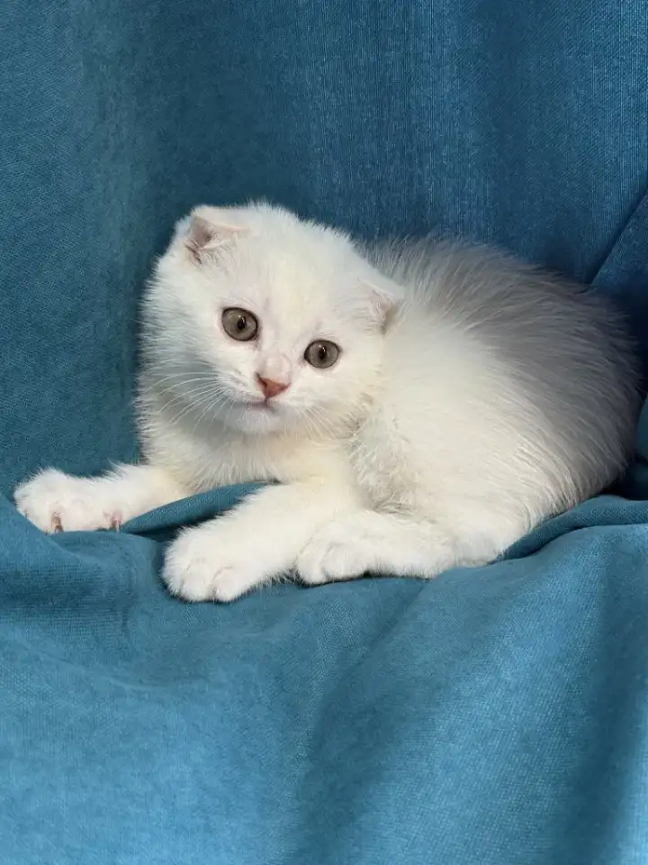 Продам котят. Породы серебристая шиншилла, фотография 5