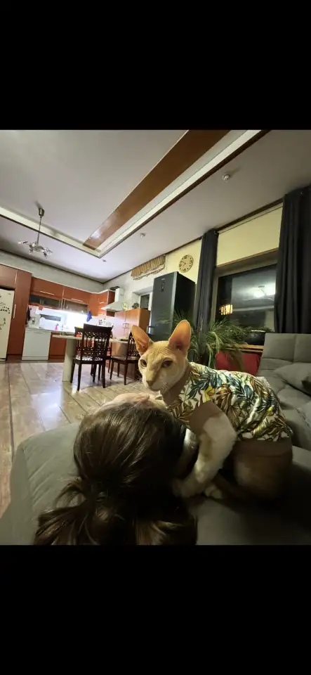 Пропал кот СФИНКС рыжий велюровый Вознаграждение 200.000, фотография 5