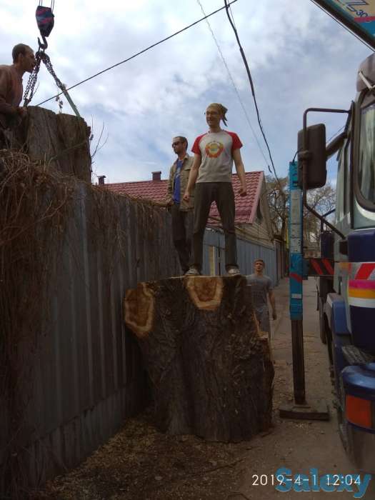 Спил деревьев, фотография 1