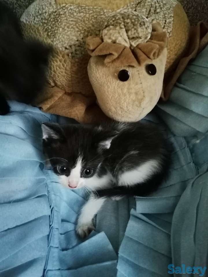 отдам  в добрые руки, фотография 2