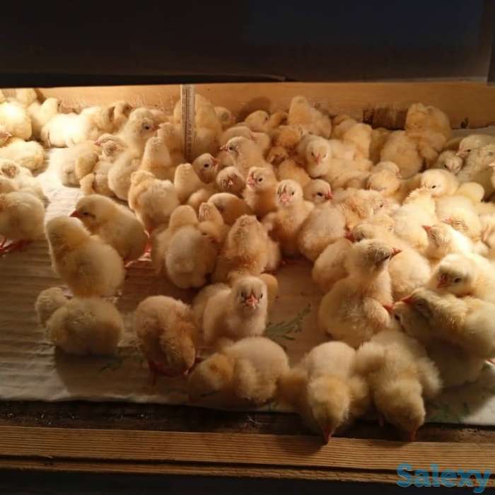 Цыплята бройлеры, фотография 5