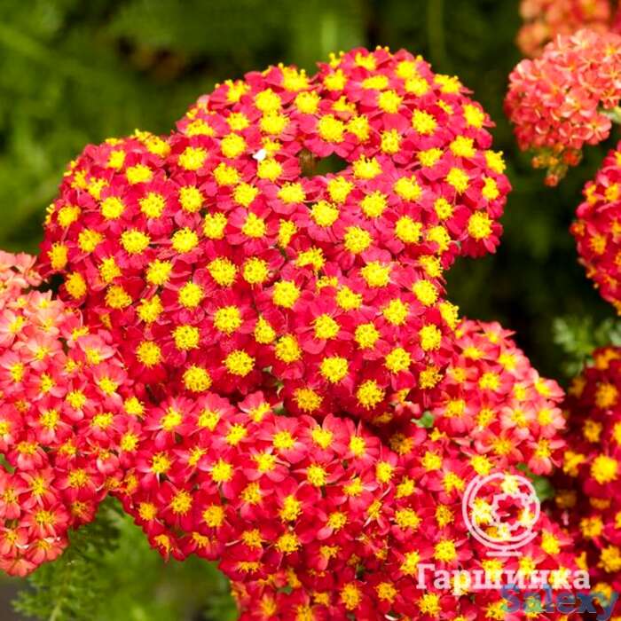 Тысячелистник Паприка, фотография 1