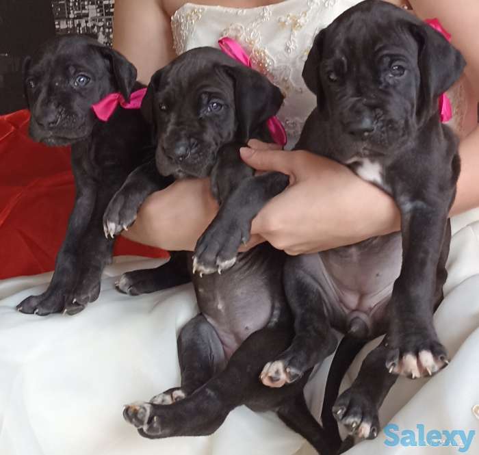 Продам щенков немецкого дога, фотография 7