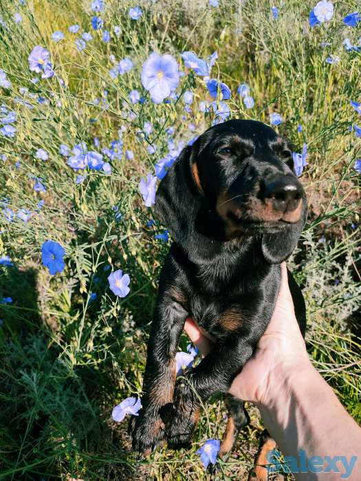 продам шестимесячную девочку таксу черного цвета, фотография 1