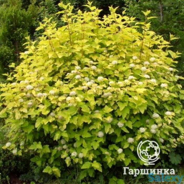 Пузыреплодник лютэус, фотография 1