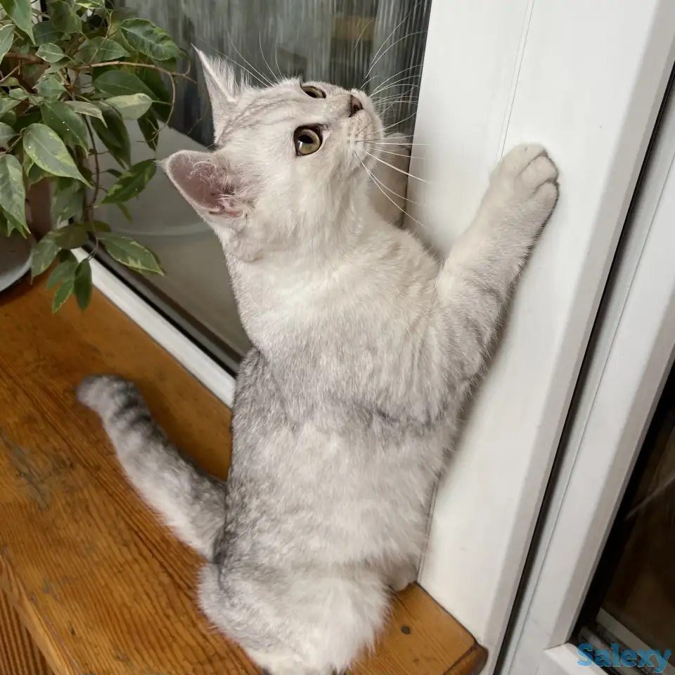 Продам кота, фотография 3