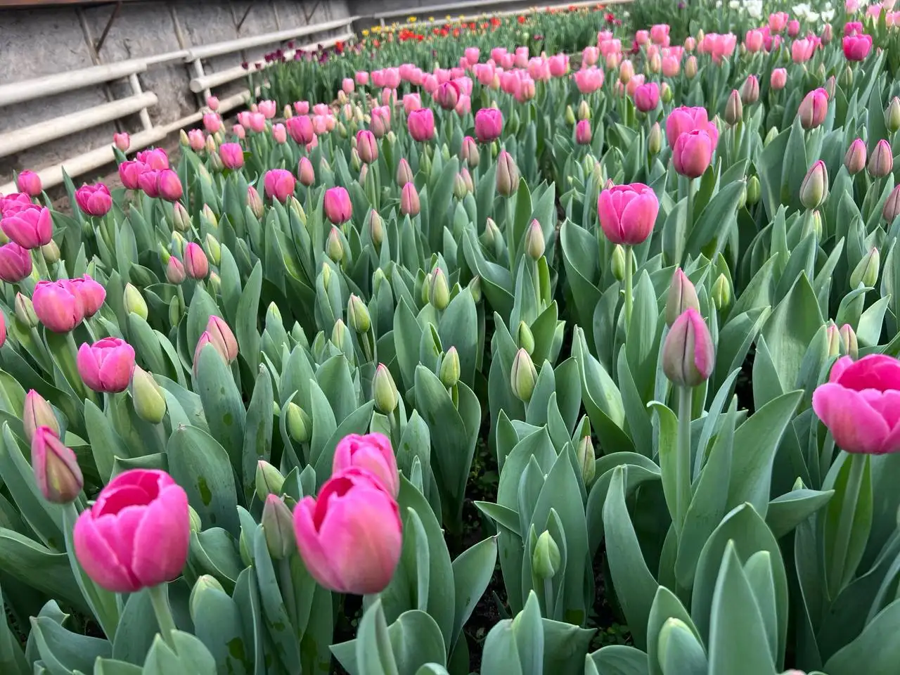 Тюльпаны к 8 марта, фотография 3