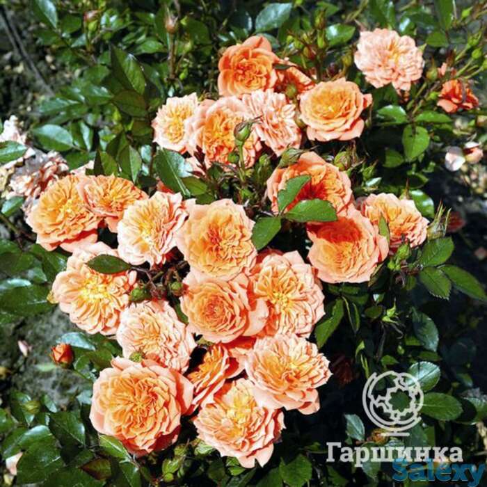 Роза нинетта миниатюрная, тантау, фотография 1