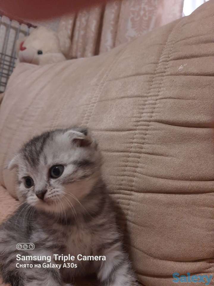 Продам котят мальчиков и девочек., фотография 11