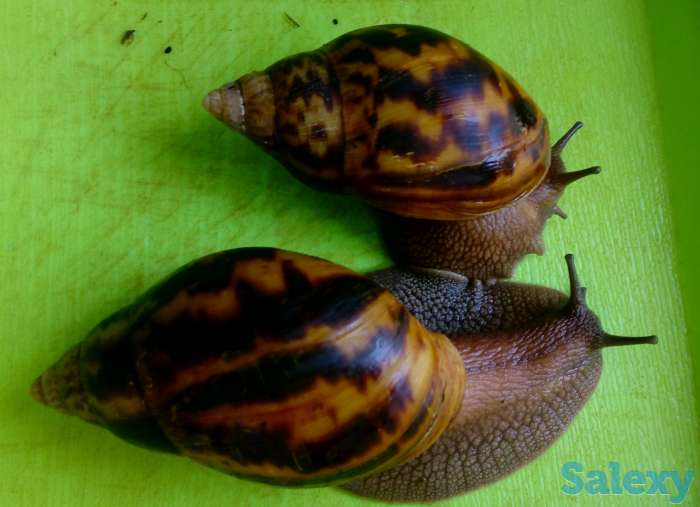 Улитки. Ахатина-Ахатина Тигр, фотография 1