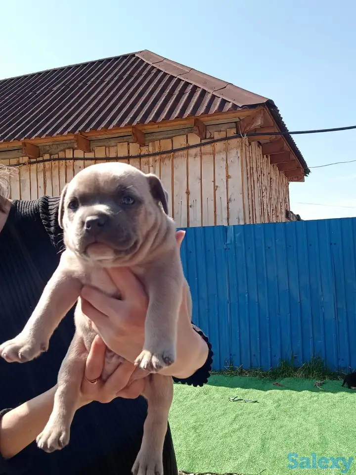 Продам щенков Американского булли Pocket, фотография 6