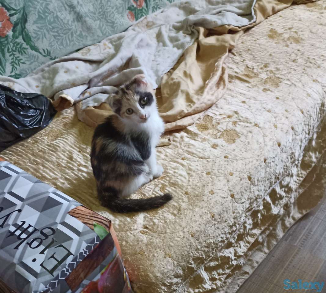 Отдам котенка девочку, двухмесячную, фотография 3