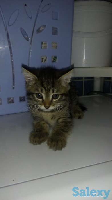 отдам котят в добрые руки, фотография 2