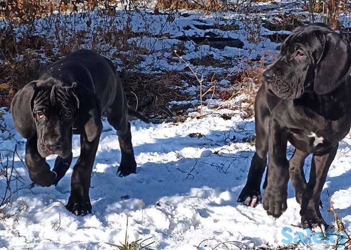 Продам щенков немецкого дога, фотография 5